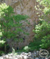 Climber starting Lyndon (next 4 pix)