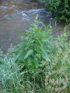 Watch out for these, Stinging Nettles