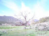 Dead tree on the way in to RMP