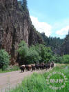 Rifle Cattle Drive